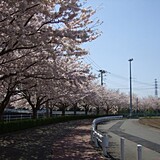 桜堤遊歩道