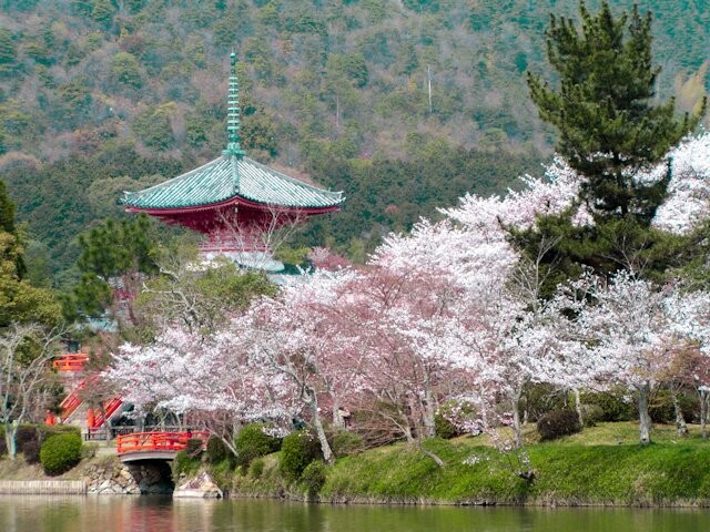 旧嵯峨御所 大本山大覚寺(大沢池エリア)の桜開花・満開情報 2021 