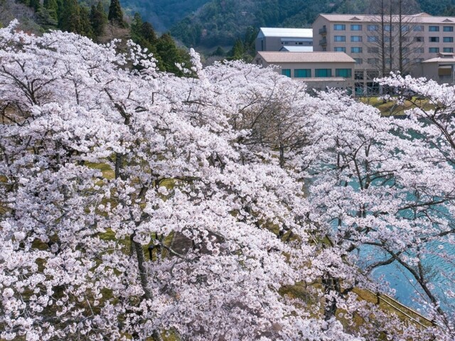 ユニトピアささやまの桜開花 満開情報 22 日本気象協会 Tenki Jp