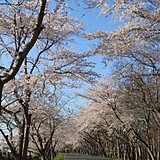 小川原湖公園