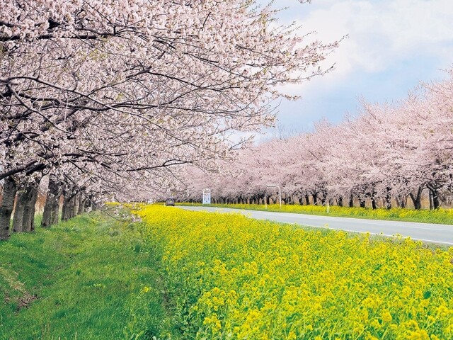 桜・菜の花ロードの写真