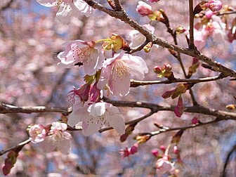 長湯温泉 しだれ桜の里(早咲き)