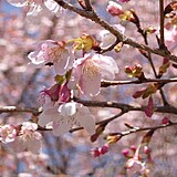 長湯温泉 しだれ桜の里(早咲き)