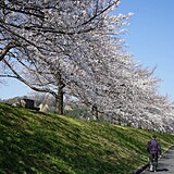 桜づつみ公園