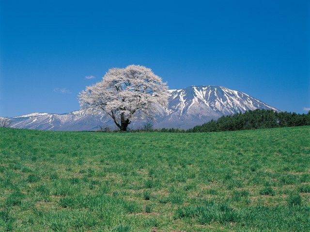 「小岩井農場 一本桜　　見頃」の画像検索結果