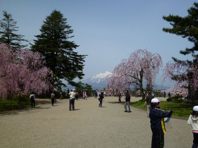 弘前公園のヤエベニシダレの写真