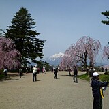 弘前公園のヤエベニシダレ