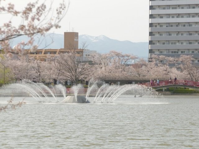 開成山公園の桜開花 満開情報 21 日本気象協会 Tenki Jp