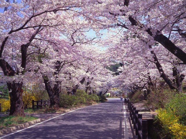 岳温泉の桜開花 満開情報 日本気象協会 Tenki Jp