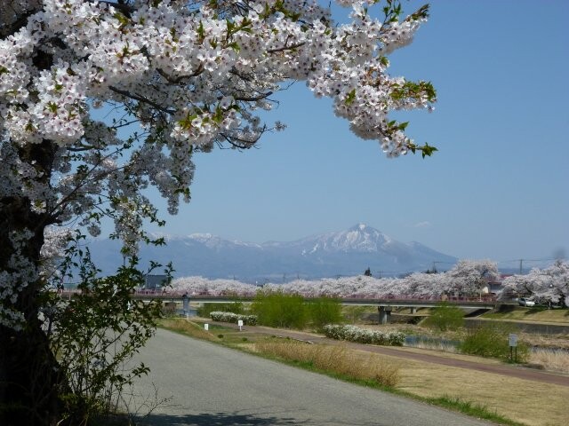 宮川千本桜の写真