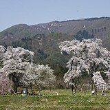 十二の桜