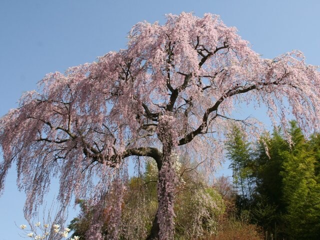 滝 予想 開花 三春 2021 桜