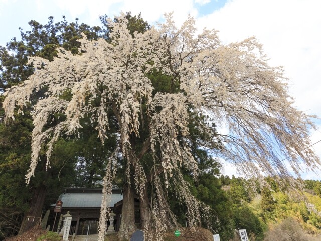 堂山王子神社のしだれ桜の写真