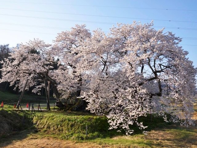 石部桜の写真