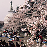 秋葉公園
