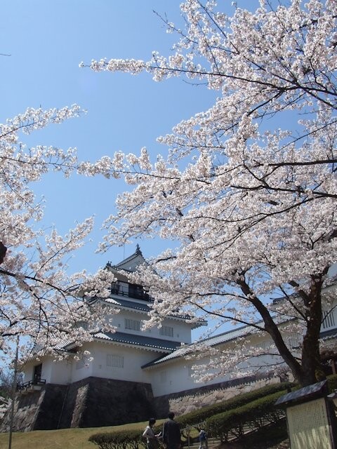 悠久山公園の桜開花 満開情報 21 日本気象協会 Tenki Jp
