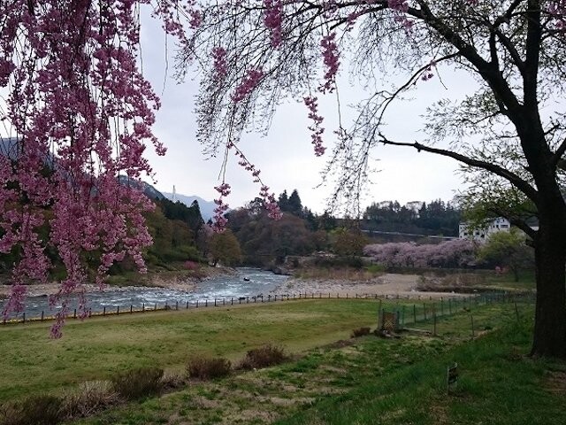 水上温泉 諏訪峡付近 の桜開花 満開情報 21 日本気象協会 Tenki Jp