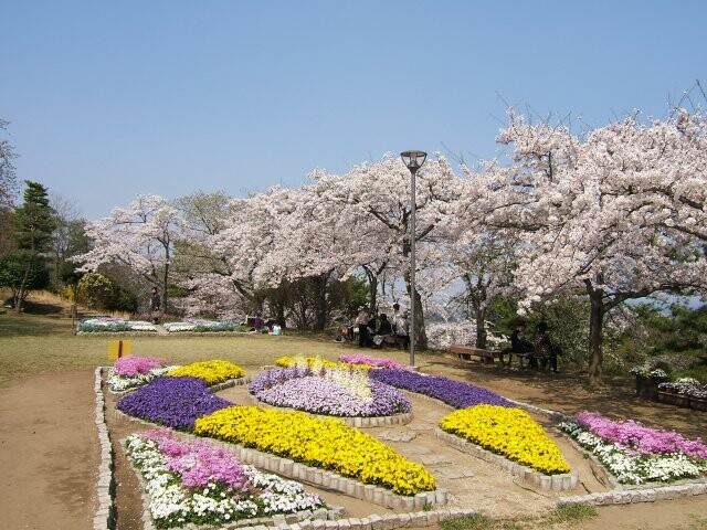 かみね公園の桜開花 満開情報 22 日本気象協会 Tenki Jp