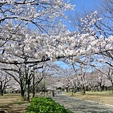 都立代々木公園