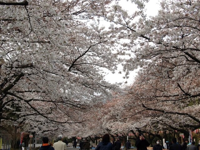 上野 公園 桜