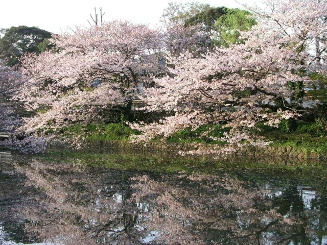 鶴岡八幡宮の桜開花 満開情報 21 日本気象協会 Tenki Jp