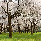 小金井公園