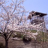 戸倉上山田温泉 城山の桜