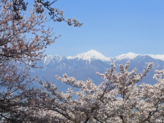 光城山の桜開花 満開情報 21 日本気象協会 Tenki Jp