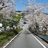 家山の桜トンネル
