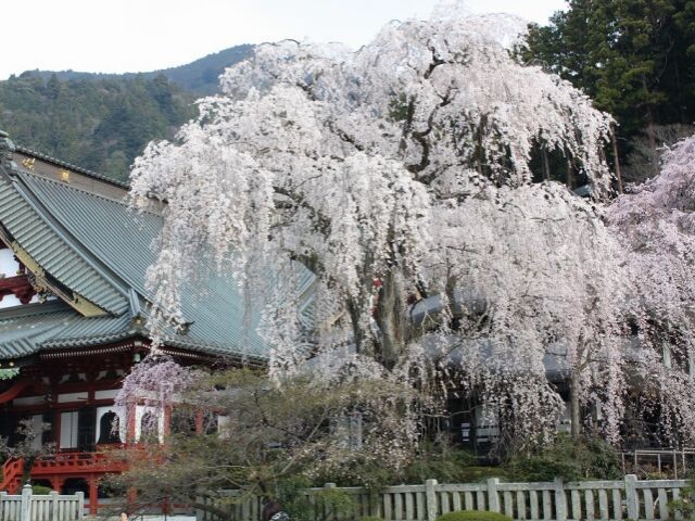 身延山久遠寺の写真
