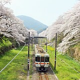 箱根 桜 2022