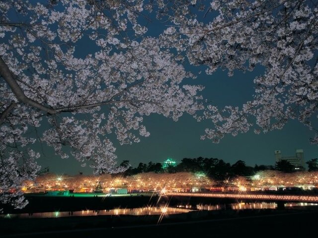 岡崎公園の桜開花 満開情報 21 日本気象協会 Tenki Jp