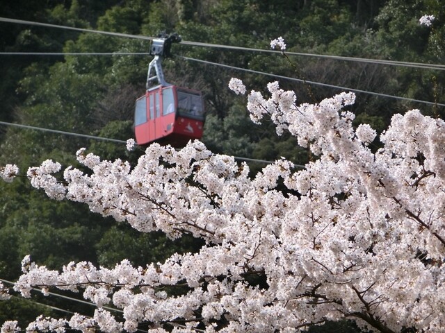 湯の山温泉の桜開花 満開情報 21 日本気象協会 Tenki Jp