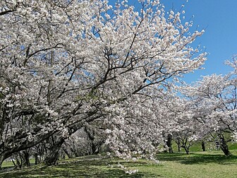 三重県の桜開花 満開情報 21 日本気象協会 Tenki Jp