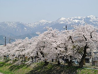 勝山弁天桜(九頭竜河畔)