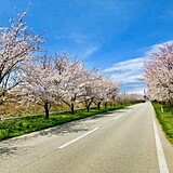 河北潟の桜並木 母恋街道