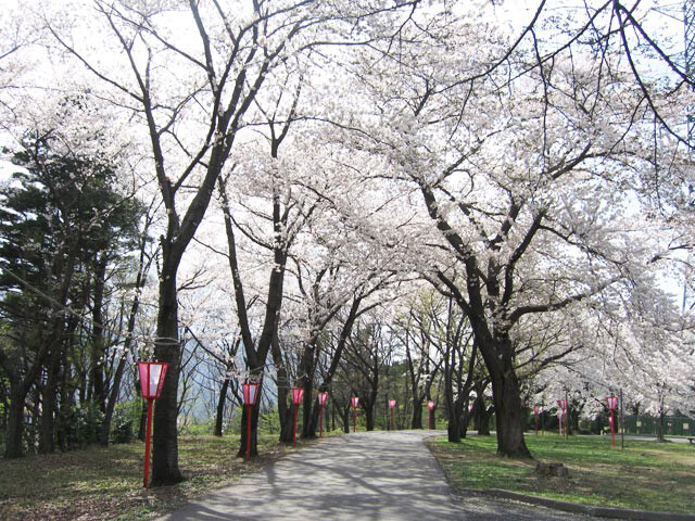 美山公園の桜開花 満開情報 21 日本気象協会 Tenki Jp