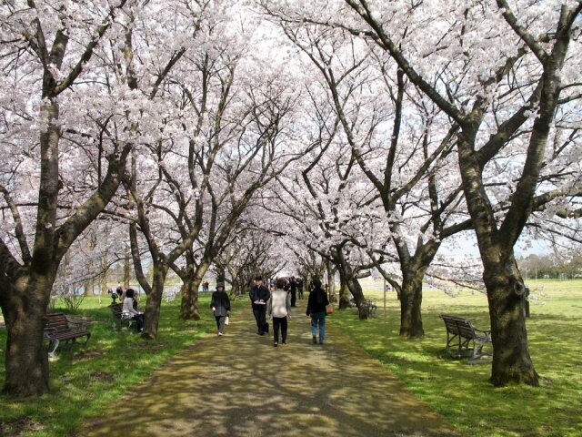 富山県中央植物園の桜開花 満開情報 22 日本気象協会 Tenki Jp