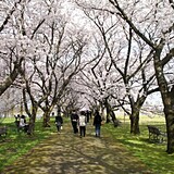 富山県中央植物園の桜開花 満開情報 21 日本気象協会 Tenki Jp