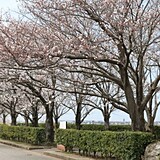 コミュニティ&スポーツ公園 桜づつみ