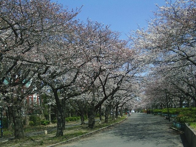 毛馬桜之宮公園の桜開花 満開情報 21 日本気象協会 Tenki Jp