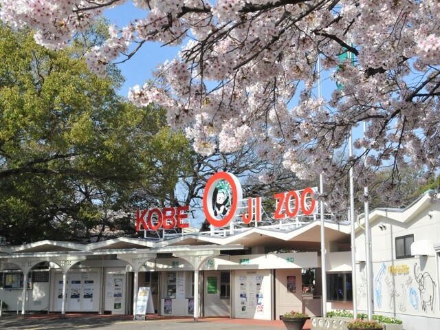 神戸市立王子動物園の桜開花 満開情報 22 日本気象協会 Tenki Jp