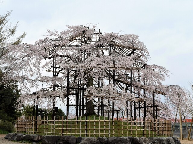 宇治橋上流の桜開花 満開情報 21 日本気象協会 Tenki Jp