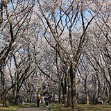 播磨中央公園 桜の園