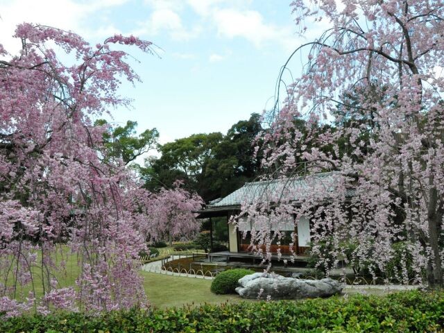 城南宮 神苑 楽水苑の桜開花 満開情報 21 日本気象協会 Tenki Jp