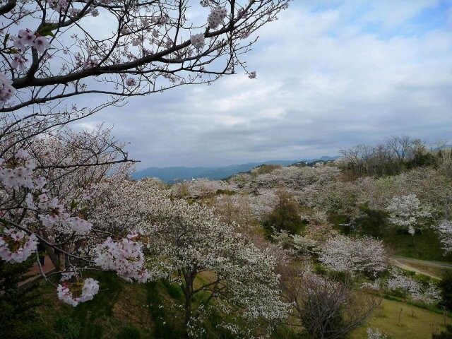 平草原公園の桜開花 満開情報 22 日本気象協会 Tenki Jp