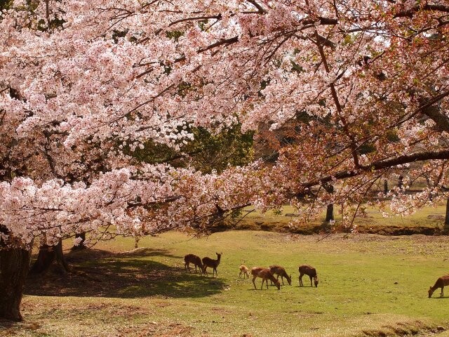 奈良公園 ソメイヨシノ の桜開花 満開情報 21 日本気象協会 Tenki Jp