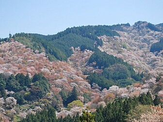 吉野山(中千本)