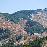 吉野山(中千本)