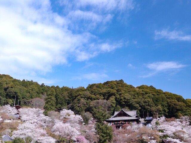 長谷寺の写真